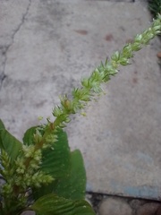 Amaranthus spinosus