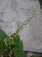 Amaranthus spinosus