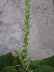 Amaranthus spinosus