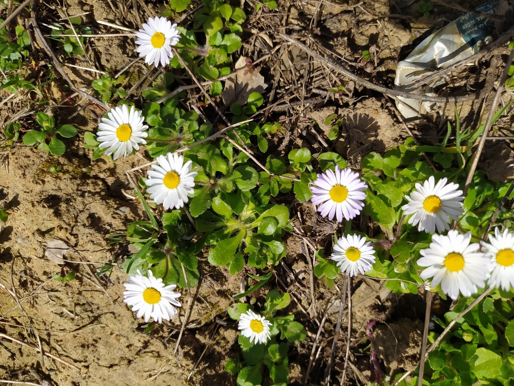 Annual daisy