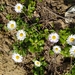 Annual Daisy - Photo (c) Rachid Meddour, some rights reserved (CC BY-NC-SA), uploaded by Rachid Meddour