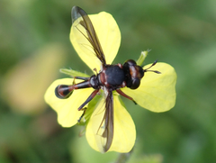 Physocephala biguttata
