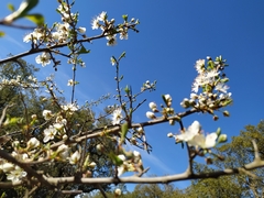 Prunus × fruticans