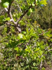 Prunus × fruticans