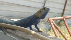 Agama mucosoensis