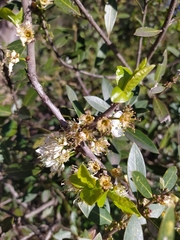 Phillyrea latifolia media