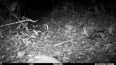 Didelphis marsupialis