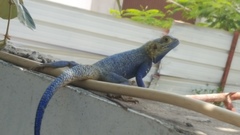 Agama mucosoensis
