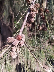 Casuarina cunninghamiana
