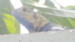 Agama mucosoensis