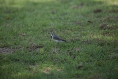 Motacilla alba