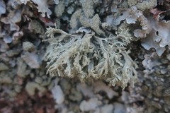 Ramalina farinacea
