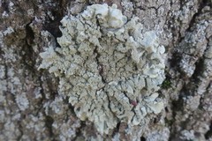 Flavoparmelia caperata