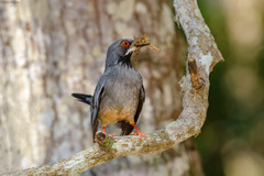 Turdus plumbeus rubripes