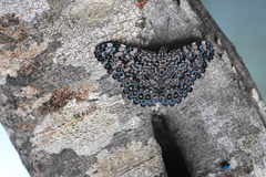 Hamadryas feronia