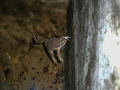 Leptodactylus macrosternum