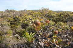 Banksia baxteri