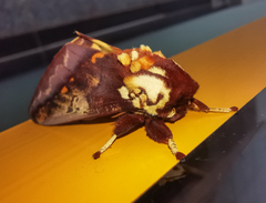 Citheronia phomaranhensis