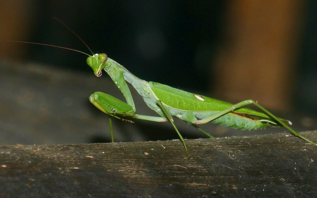 Common Green Mantis