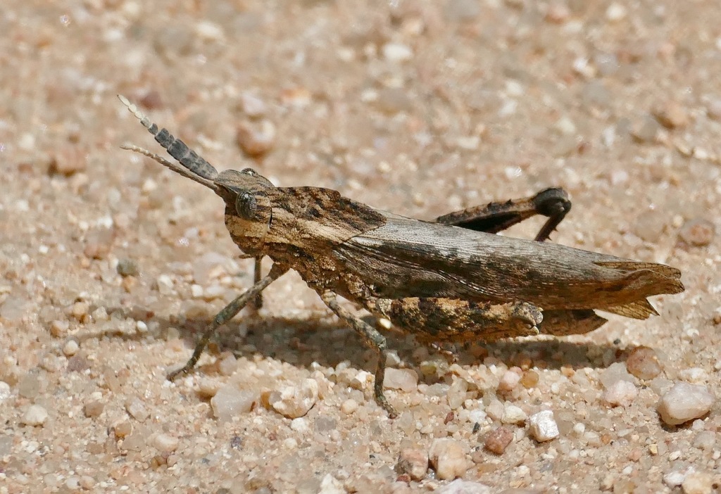 Rain Locusts