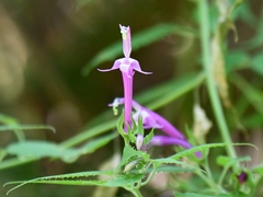 Siphocampylus cordatus