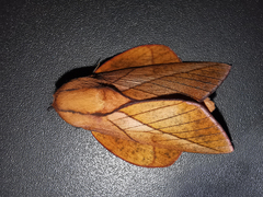 Oiticella convergens