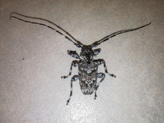 Dryoctenes scrupulosus