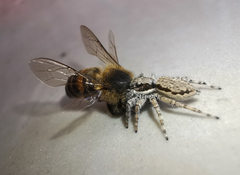 Menemerus bivittatus