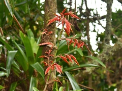 Vriesea elata
