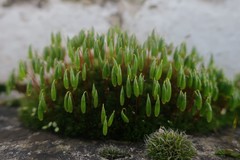 Ptychostomum capillare