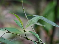 Palicourea caerulea