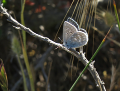 Icaricia icarioides parapheres