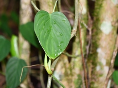 Philodendron hederaceum