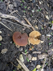 Fungi