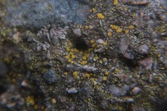 Candelariella aurella