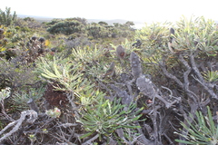 Banksia attenuata