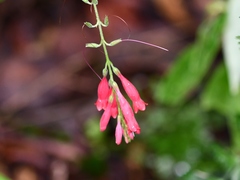 Stenostephanus