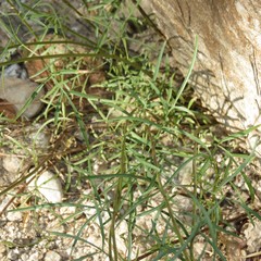 Coreocarpus arizonicus