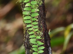 Marcgraviaceae