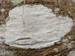 Phlyctis boliviensis