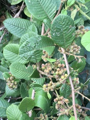 Davilla