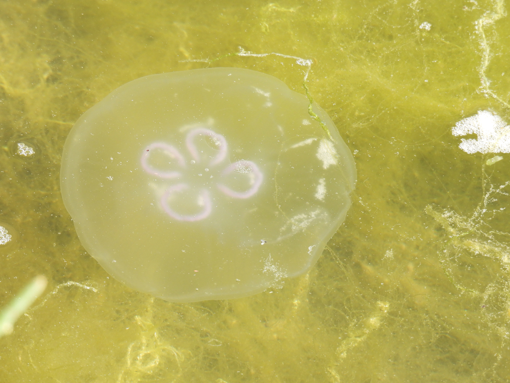 Asian moon jellyfish
