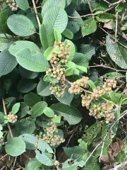 Davilla