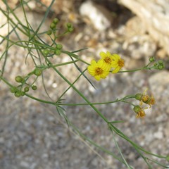 Coreocarpus arizonicus