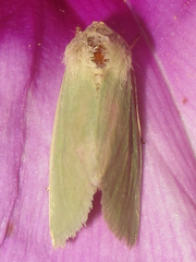 Schinia simplex