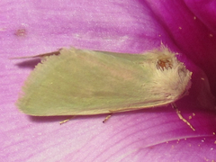 Schinia simplex