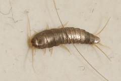 Lepisma saccharinum