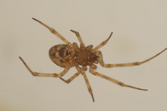 Steatoda triangulosa
