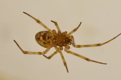 Steatoda triangulosa