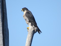 Falco peregrinus minor